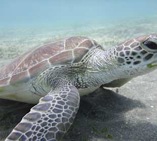 Abou Dabab (Marsa Alam)