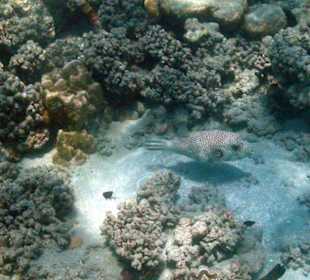 Schwarzfleckkugelfisch