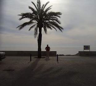 Promenade mit Palme in Cala Millor