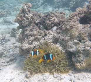 Schnorcheln Marsa Alam