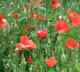 Einfach durch die Wiesen wandern