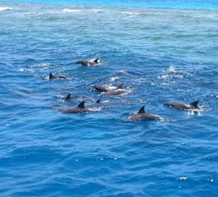 Ausflug mit Delfinen