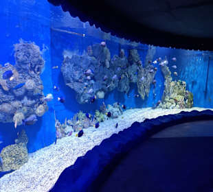Hurghada Grand Aquarium