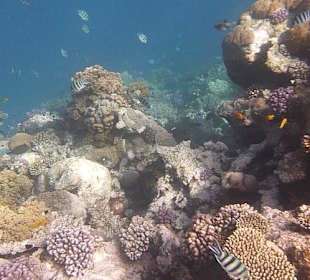 Schnorcheln am Hausriff