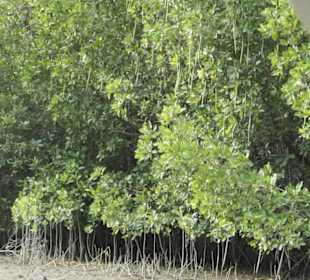 Mangroventour Peter Höfinger