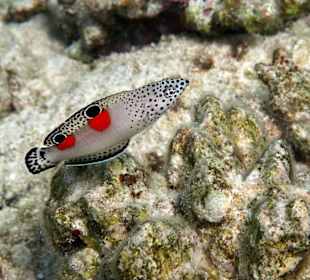 Leuchtende Farben und pfeilschnell