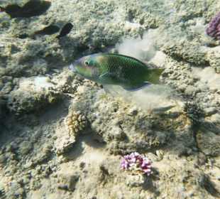 Schnorcheln Makadi Bay