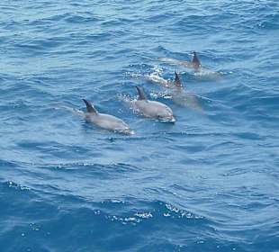 Delphin Tour