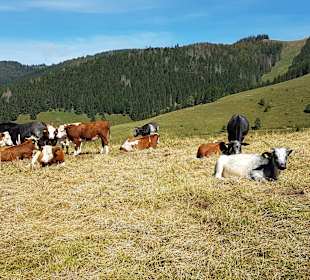 Wandern Bernau