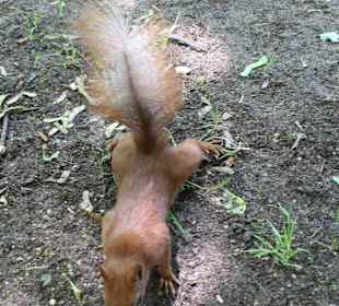 Łazienki królewskie, park