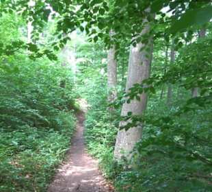 Premiumwanderweg "hochgelegen"