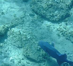 Fisch am Riff