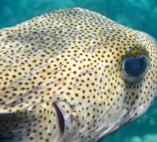 Beim Schnorcheln entdeckt