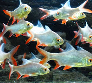 Aquarium