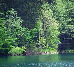 Das Ufer vom Grünsee