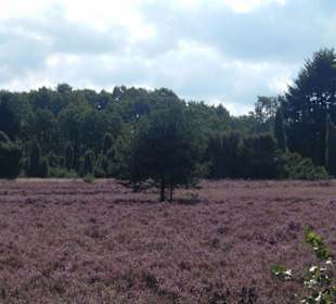 Lüneburger Heide