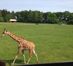 Zwischen Giraffen....