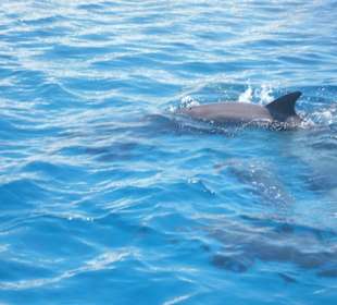 Schwimmen mit Delfinen