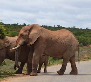 Addo Elephant Park