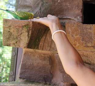 Hungrige Wellensittiche