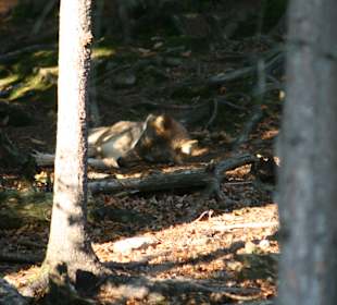 Wolf im Park - man muss schon suchen
