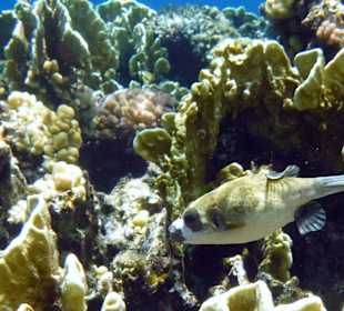 Rwelt Riff Rohanou Beach Resort