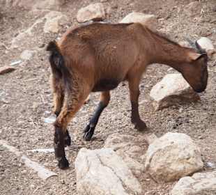 Gärten von Alfabia in Bunyola