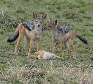 Safari in der Masai Mara