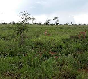 Sarova Salt Lick Game Lodge