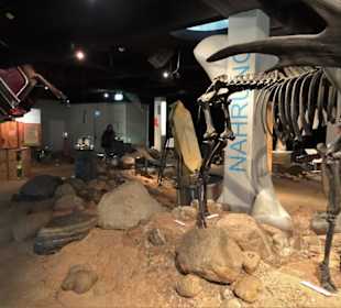 Rundgang durch das Archäologische Museum Harburg