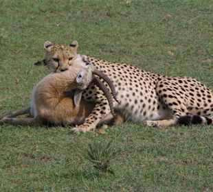 Gepard nach erfolgreicher Jagd