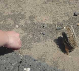 Streifenhörnchen füttern in den Bergen