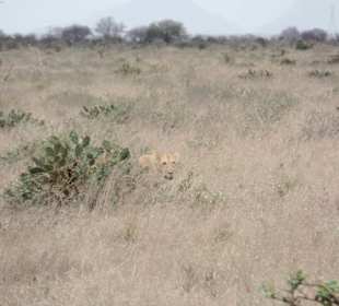 Tsavo East - Löwin! Das erste Tier am 1. Tag