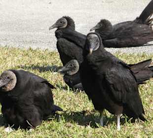 Everglades National Park: Anhinga Trail