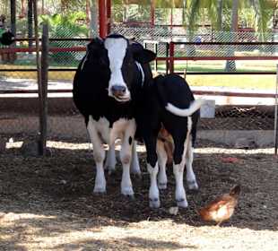 Rundgang über das Gelände der Rancho Alegre