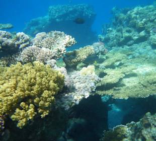 Korallen am Innenriff