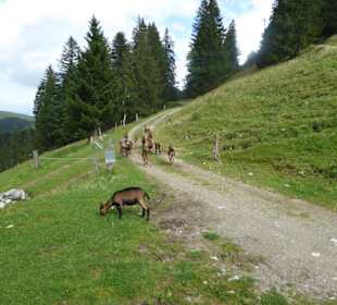 Bucheralm