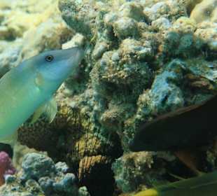 Rafa przy pomoście "Stella"