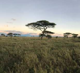 Serengeti
