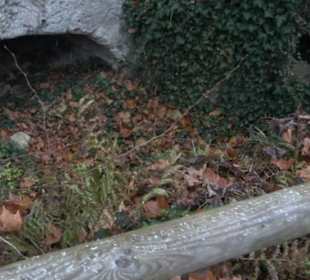 Oberes Backhaus