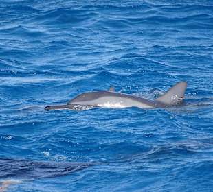 Dolphin Reef