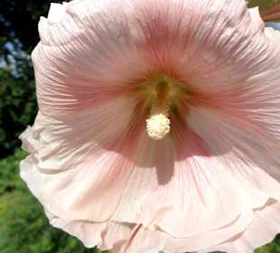 Blüten- und Duftpracht im Sinnesgarten Lopshof