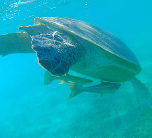 Schnorcheln Soma Bay