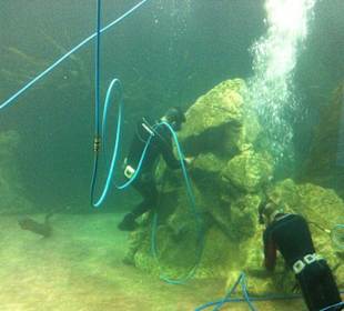 Putzkolonne im Aquarium