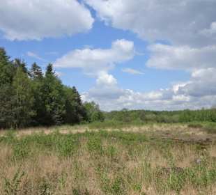 Wanderweg durch die Heide an der Talsperre