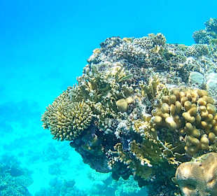 Schnorcheln Sharm el Sheikh