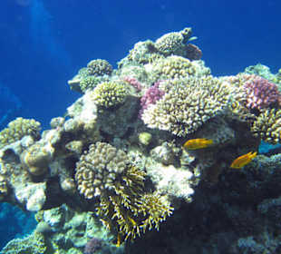 Traumhaftes Hausriff Hotel Melia Sinai