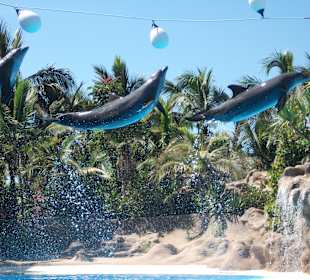 Eine Traumkulisse, die Delphine