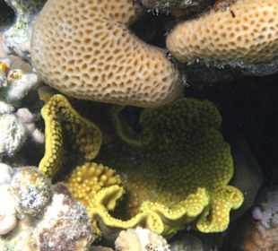 Riff bei der Insel Giftun