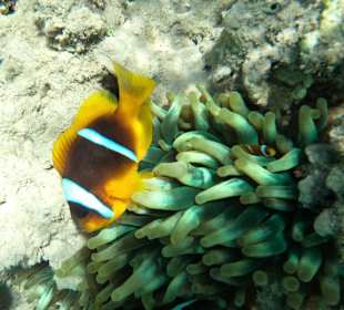 Schnorcheln Makadi Bay